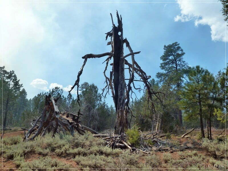 Kelly Point and Twin Point, Grand Parashant NM, AZ