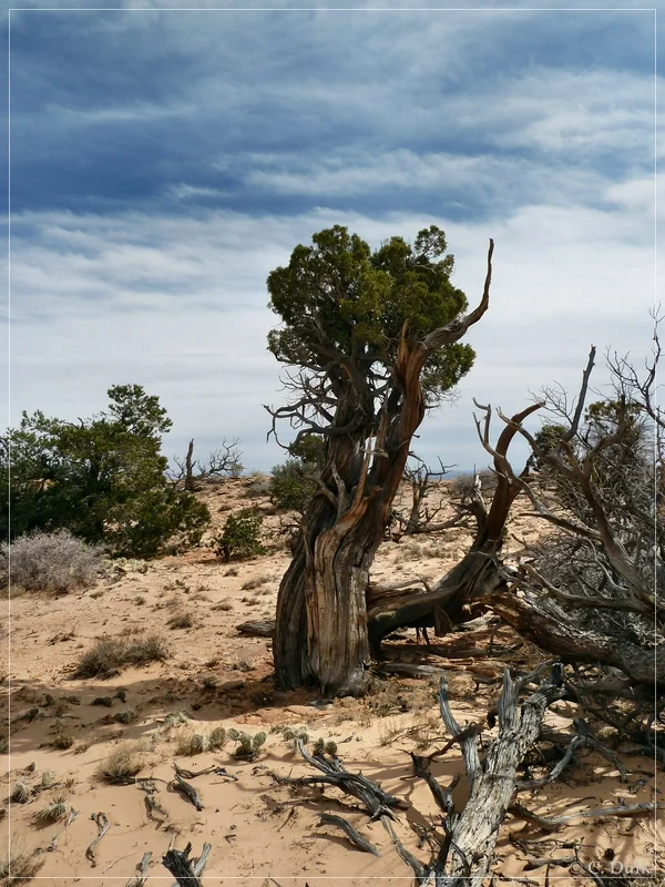 Powells Monument+Paria Needle, Vermilion Cliffs NM, AZ