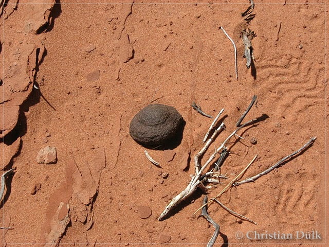 Steamboat Rock, Vermilion Cliffs NM, AZ