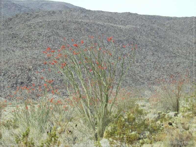 Coyote Creek, Anza Borrego SP, CA