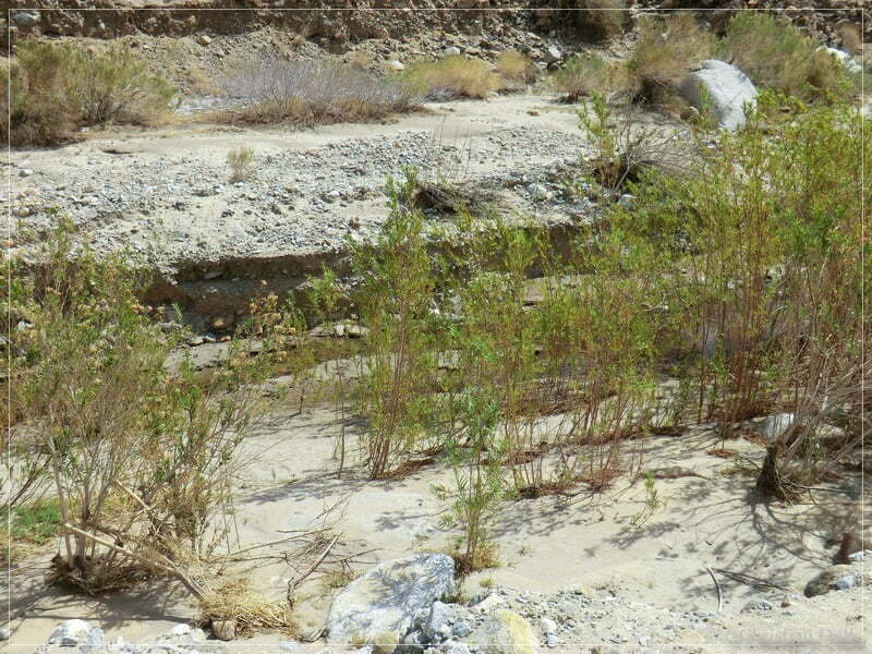Coyote Creek, Anza Borrego SP, CA