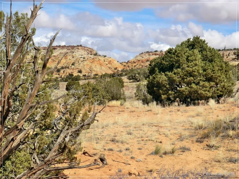 Bush Head Valley - Vermilion Cliffs NM