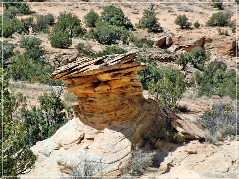 Bush Head Valley - Vermilion Cliffs NM