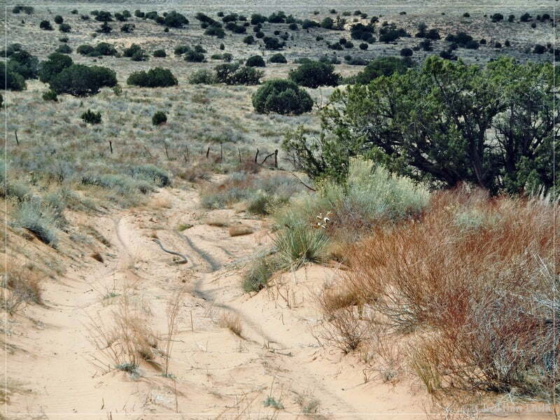 Bush Head Valley - Vermilion Cliffs NM
