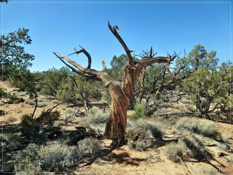 Nordöstliche Overlooks - Vermilion Cliffs NM
