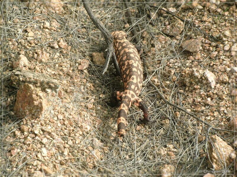 FountainHills, AZ - Log Corral Trail